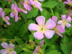 (Wild Geranium) (Wild Geranium)