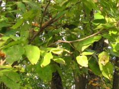 (Hackberry) (Hackberry)