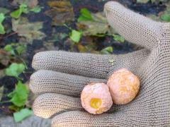 (Ginkgo Biloba) seeds (Ginkgo Biloba) seeds