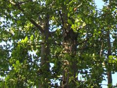 (Ginkgo Biloba) trees (Ginkgo Biloba) trees