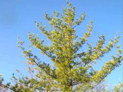 (White Pine) (White Pine)