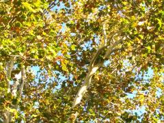 (American Sycamore) (American Sycamore)