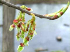 (American Elm) bud (American Elm) bud