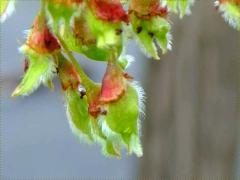 (American Elm) fruit (American Elm) fruit
