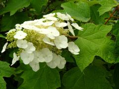 (Oakleaf Hydrangea) (Oakleaf Hydrangea)
