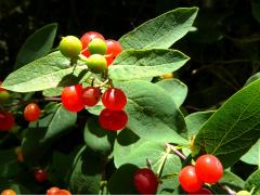 (Honeysuckle) (Honeysuckle)