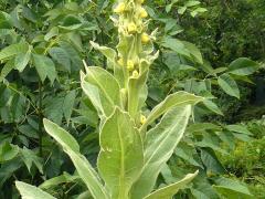 (Common Mullein) (Common Mullein)
