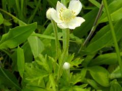 (Thimbleweed) (Thimbleweed)
