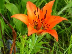 (Prairie Lily) (Prairie Lily)