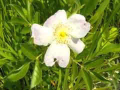 (Pasture Rose) (Pasture Rose)