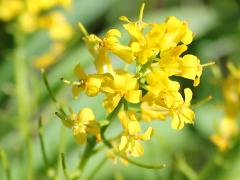 (Yellow Rocket) (Yellow Rocket)