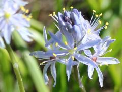 (Wild Hyacinth) (Wild Hyacinth)