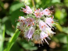 (Virginia Waterleaf) (Virginia Waterleaf)