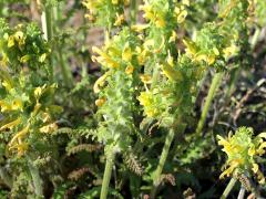 (Canadian Lousewort) (Canadian Lousewort)