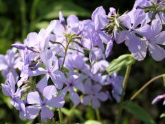 (Woodland Phlox) (Woodland Phlox)
