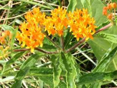 (Butterfly Milkweed) (Butterfly Milkweed)