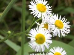 (Annual Fleabane) (Annual Fleabane)