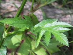 (Wild Parsnip) leaves (Wild Parsnip) leaves