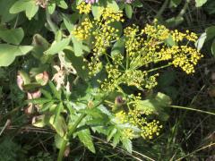 (Wild Parsnip) (Wild Parsnip)
