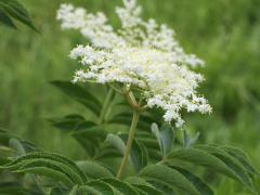 (Elderberry) (Elderberry)