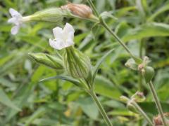 (White Campion) (White Campion)