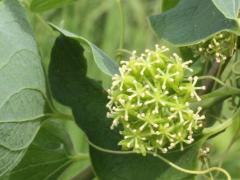 (Common Carrion Flower) flowers (Common Carrion Flower) flowers