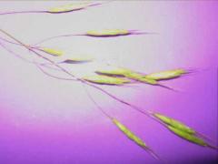 (Downy Brome) (Downy Brome)
