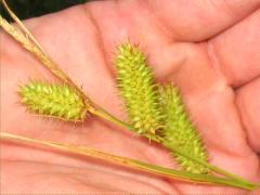 (Bottlebrush Sedge) (Bottlebrush Sedge)