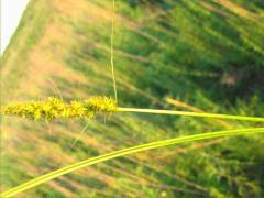 (Fox Sedge) (Fox Sedge)