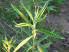 (Tall Boneset) (Tall Boneset)