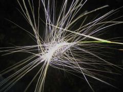 (Foxtail Barley) (Foxtail Barley)
