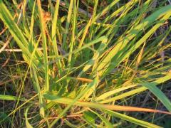 (Meadow Fescue) (Meadow Fescue)