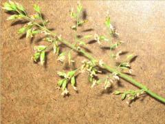 (Canada Bluegrass) fruit (Canada Bluegrass) fruit