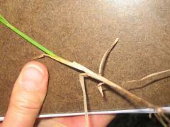 (Canada Bluegrass) stem (Canada Bluegrass) stem