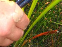 (Giant Bur-Reed) (Giant Bur-Reed)