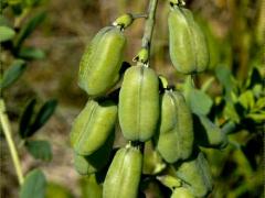 (White False Indigo) fruit (White False Indigo) fruit