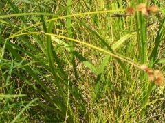 (Crested Oval Sedge) (Crested Oval Sedge)