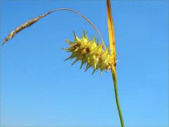 (Bottlebrush Sedge) (Bottlebrush Sedge)