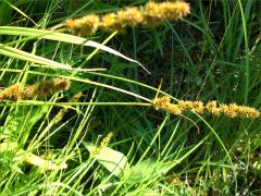 (Fox Sedge) (Fox Sedge)