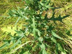 (Bull Thistle) (Bull Thistle)