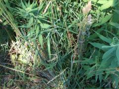 (Orchard Grass) (Orchard Grass)
