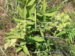 (Prairie Cinquefoil) (Prairie Cinquefoil)