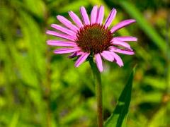 (Broad-leaved Purple Coneflower) (Broad-leaved Purple Coneflower)