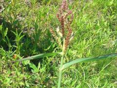 (Barnyard Grass) (Barnyard Grass)