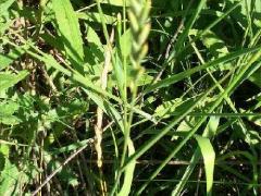 (Quack Grass) (Quack Grass)