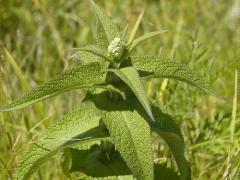(Common Boneset) (Common Boneset)