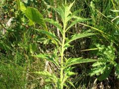 (Common Water Horehound) (Common Water Horehound)
