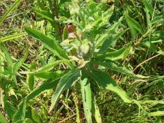 (Common Evening Primrose) (Common Evening Primrose)
