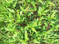 (Marshpepper Knotweed) (Marshpepper Knotweed)