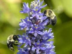 (Pickerelweed) Bumbles (Pickerelweed) Bumbles